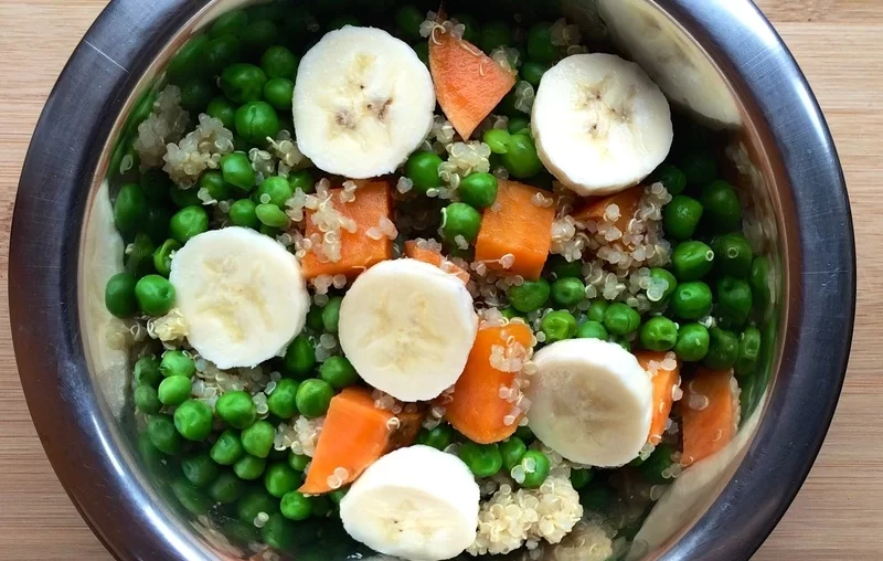 Best meals for Maltipoo