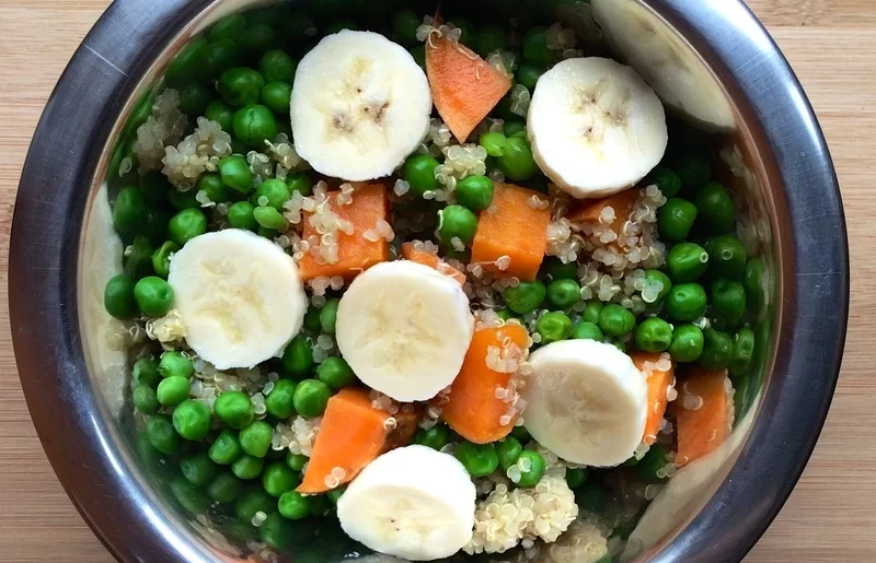 Best meals for Maltipoo